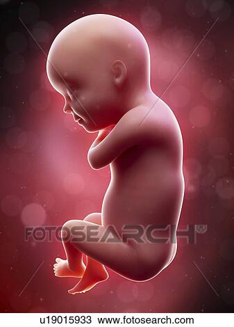 Stock Image - Illustration of a human foetus, week 30.. Fotosearch