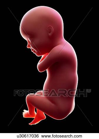 Stock Photograph - Illustration of a human foetus, week 30.. Fotosearch