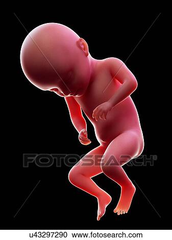 Stock Image - Illustration of a human foetus, week 31.. Fotosearch