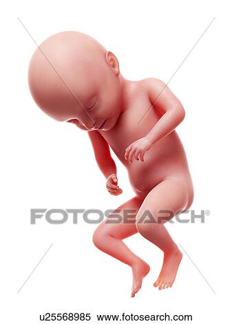 Illustration of a human foetus, week 31. View Large Photo Image Stock Photography - Illustration of a human foetus, week 31.. Fotosearch