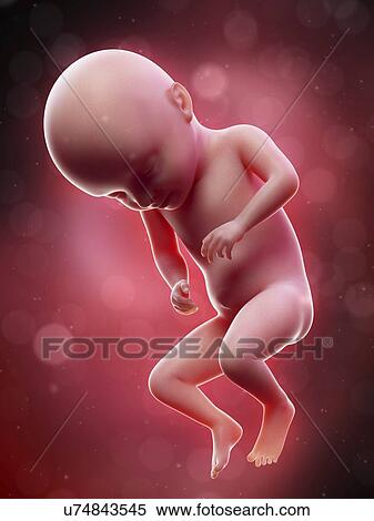 Stock Photography - Illustration of a human foetus, week 31.. Fotosearch