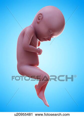 Stock Image - Illustration of a human foetus, week 32.. Fotosearch