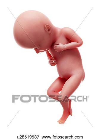 Stock Photo - Illustration of a human foetus, week 32.. Fotosearch