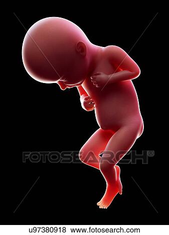 Stock Photo - Illustration of a human foetus, week 32.. Fotosearch
