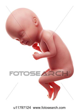 Picture - Illustration of a human foetus, week 33.. Fotosearch