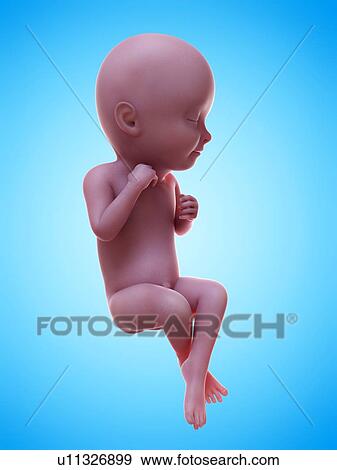 Stock Photo - Illustration of a human foetus, week 33.. Fotosearch