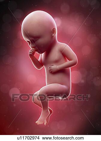 Illustration of a human foetus, week 34. View Large Photo Image Picture - Illustration of a human foetus, week 34.. Fotosearch