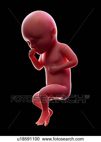 Stock Image - Illustration of a human foetus, week 34.. Fotosearch