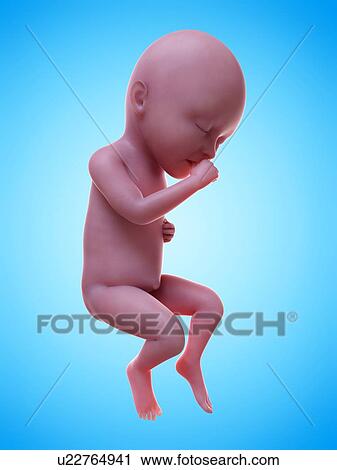 Stock Image - Illustration of a human foetus, week 34.. Fotosearch