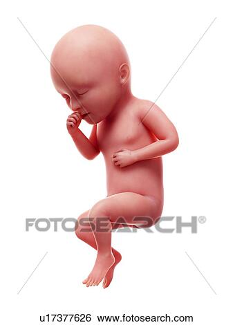 Illustration of a human foetus, week 34. View Large Photo Image Stock Photograph - Illustration of a human foetus, week 34.. Fotosearch