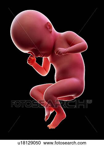 Illustration of a human foetus, week 35. View Large Photo Image Stock Image - Illustration of a human foetus, week 35.. Fotosearch