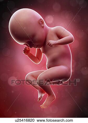 Illustration of a human foetus, week 35. View Large Photo Image Stock Image - Illustration of a human foetus, week 35.. Fotosearch