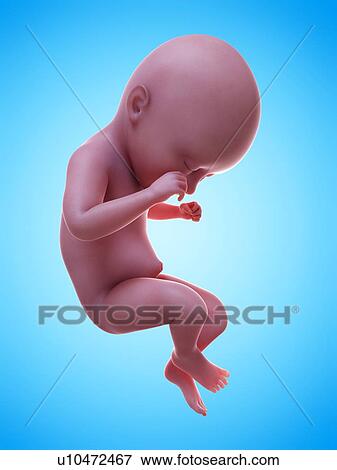 Illustration of a human foetus, week 35. View Large Photo Image Stock Photo - Illustration of a human foetus, week 35.. Fotosearch