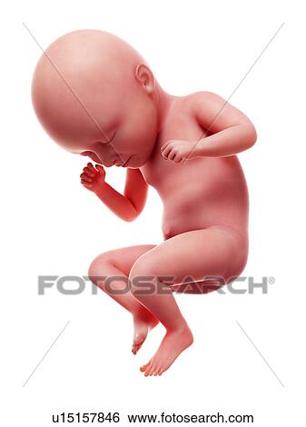 Stock Photograph - Illustration of a human foetus, week 35.. Fotosearch