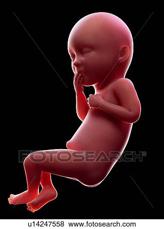 Stock Photo - Illustration of a human foetus, week 36.. Fotosearch