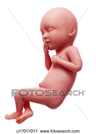 Stock Photo - Illustration of a human foetus, week 36.. Fotosearch