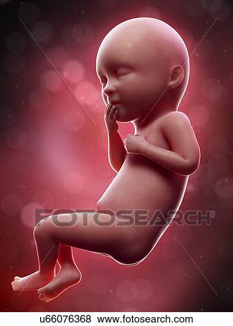 Stock Photo - Illustration of a human foetus, week 36.. Fotosearch