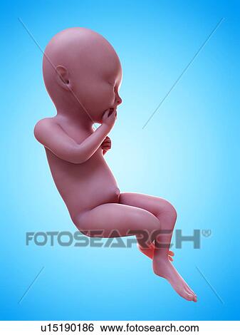 Illustration of a human foetus, week 36. View Large Photo Image Stock Photograph - Illustration of a human foetus, week 36.. Fotosearch