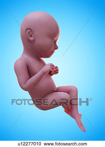 Illustration of a human foetus, week 37. View Large Photo Image Stock Image - Illustration of a human foetus, week 37.. Fotosearch