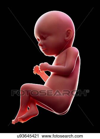 Stock Image - Illustration of a human foetus, week 37.. Fotosearch