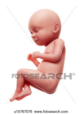 Illustration of a human foetus, week 37. View Large Photo Image Stock Photograph - Illustration of a human foetus, week 37.. Fotosearch