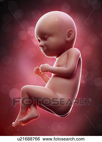 Stock Photograph - Illustration of a human foetus, week 37.. Fotosearch