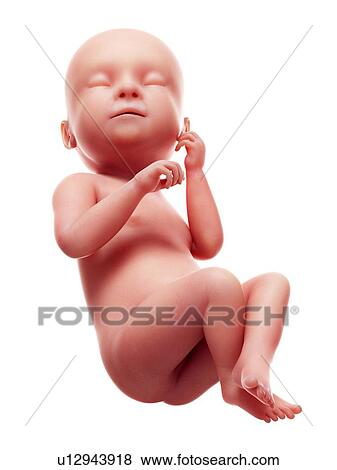 Stock Photo - Illustration of a human foetus, week 38.. Fotosearch