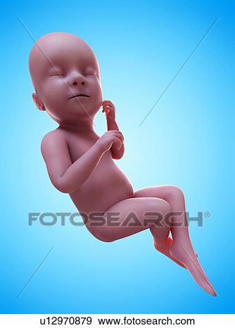 Illustration of a human foetus, week 38. View Large Photo Image Stock Photo - Illustration of a human foetus, week 38.. Fotosearch