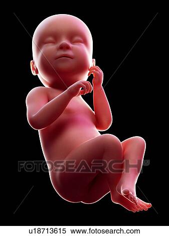 Stock Photography - Illustration of a human foetus, week 38.. Fotosearch