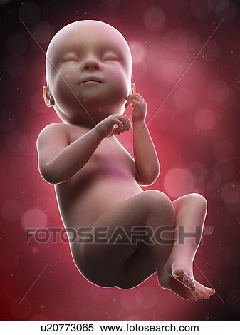 Stock Photography - Illustration of a human foetus, week 38.. Fotosearch