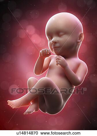 Stock Image - Illustration of a human foetus, week 39.. Fotosearch