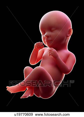 Illustration of a human foetus, week 39. View Large Photo Image Stock Photo - Illustration of a human foetus, week 39.. Fotosearch