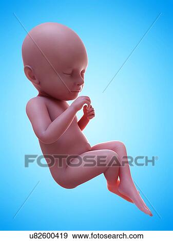 Stock Photo - Illustration of a human foetus, week 39.. Fotosearch