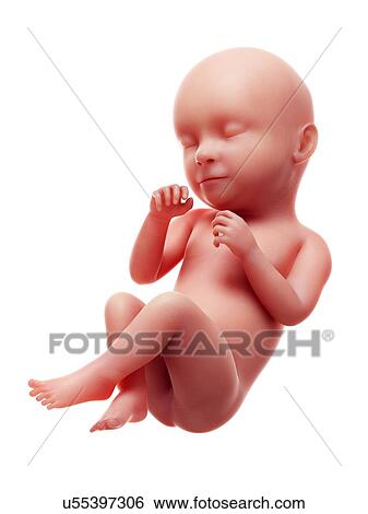 Stock Photograph - Illustration of a human foetus, week 39.. Fotosearch