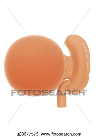 Illustration of a human foetus, week 4. View Large Photo Image Stock Image - Illustration of a human foetus, week 4.. Fotosearch