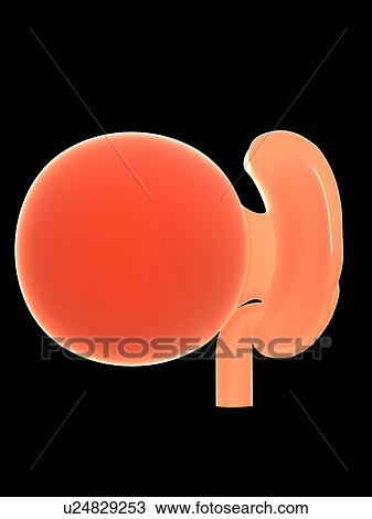 Stock Image - Illustration of a human foetus, week 4.. Fotosearch