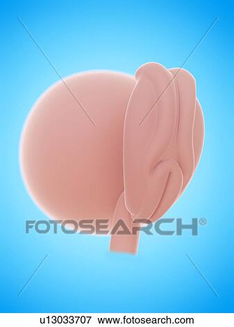 Stock Photo - Illustration of a human foetus, week 4.. Fotosearch