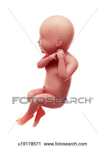 Stock Image - Illustration of a human foetus, week 40.. Fotosearch