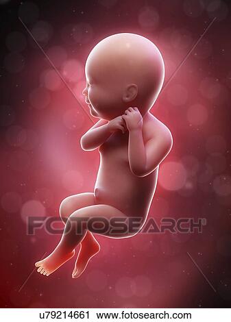 Illustration of a human foetus, week 40. View Large Photo Image Stock Image - Illustration of a human foetus, week 40.. Fotosearch