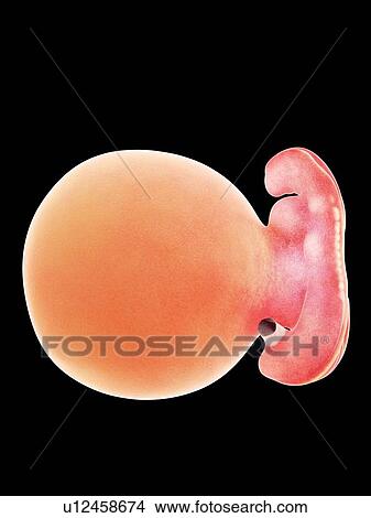 Illustration of a human foetus, week 5. View Large Photo Image Picture - Illustration of a human foetus, week 5.. Fotosearch