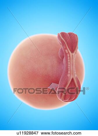 Illustration of a human foetus, week 5. View Large Photo Image Stock Photo - Illustration of a human foetus, week 5.. Fotosearch