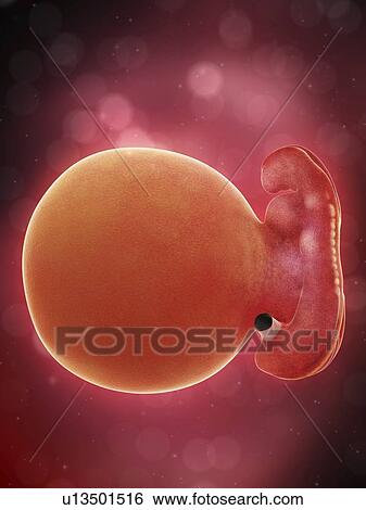 Illustration of a human foetus, week 5. View Large Photo Image Stock Photograph - Illustration of a human foetus, week 5.. Fotosearch