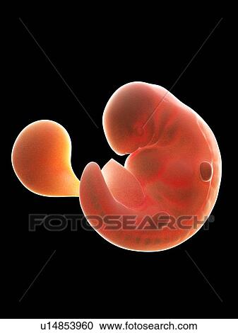 Stock Image - Illustration of a human foetus, week 6.. Fotosearch