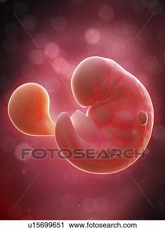 Illustration of a human foetus, week 6. View Large Photo Image Stock Image - Illustration of a human foetus, week 6.. Fotosearch
