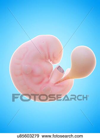 Stock Photo - Illustration of a human foetus, week 6.. Fotosearch