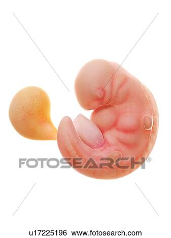 Illustration of a human foetus, week 6. View Large Photo Image Stock Photograph - Illustration of a human foetus, week 6.. Fotosearch
