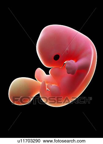 Stock Image - Illustration of a human foetus, week 7.. Fotosearch