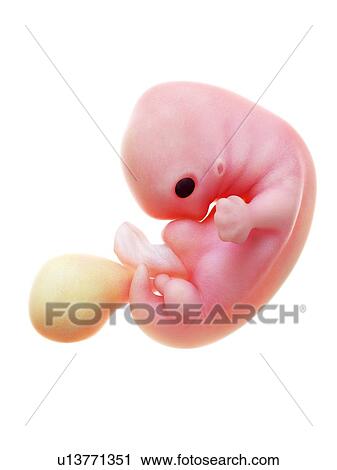 Stock Image - Illustration of a human foetus, week 7.. Fotosearch