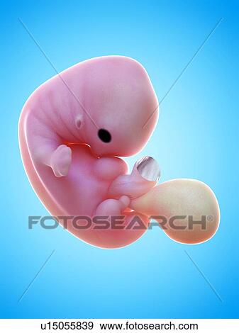 Illustration of a human foetus, week 7. View Large Photo Image Stock Photo - Illustration of a human foetus, week 7.. Fotosearch