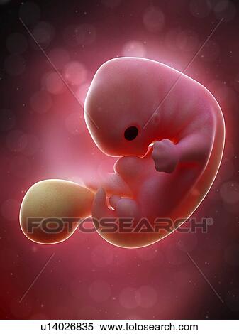 Stock Photography - Illustration of a human foetus, week 7.. Fotosearch